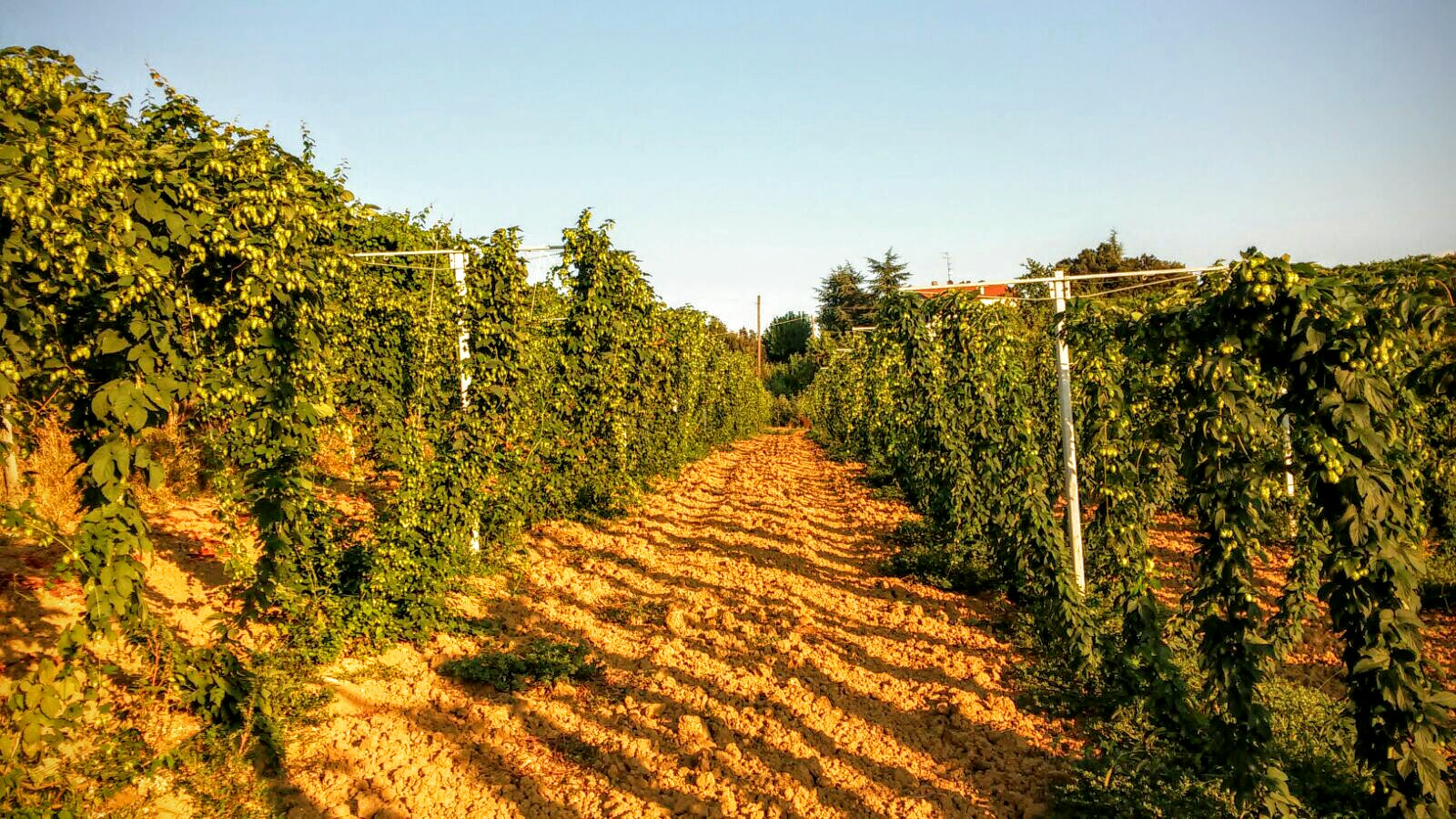 Luppolo Bolognese campo